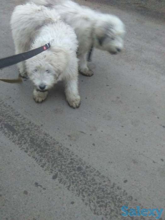 Продам южно-русскую овчарку. Кабель. 5 месяцев, фотография 3