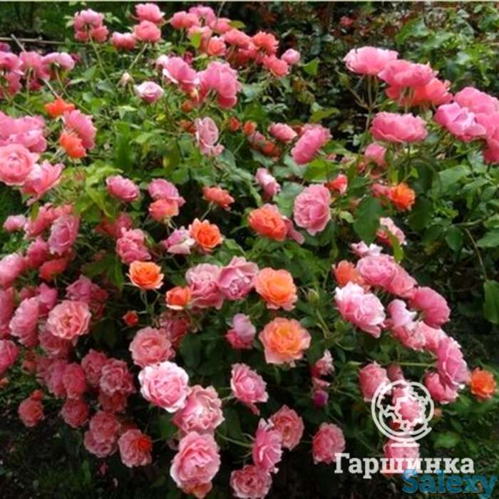 Роза жан кокто флорибунда, топалович, фотография 1