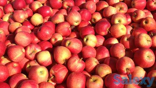 Продажа яблок. Сорта Фуджи, Ред Делишес,  Голден Делишес, фотография 2