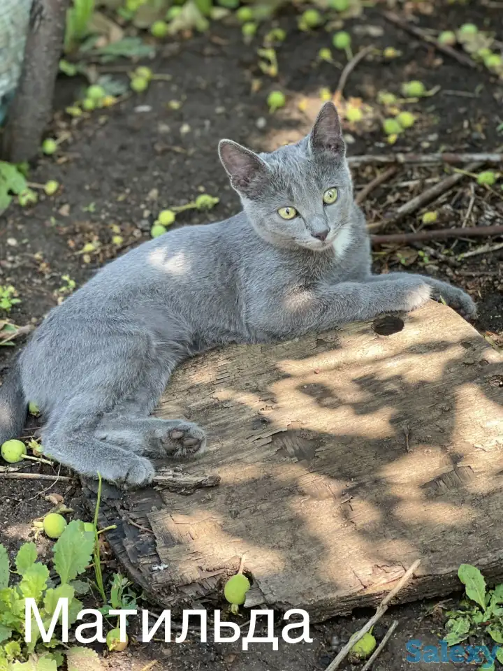 Отдам котят в добрые руки, фотография 5