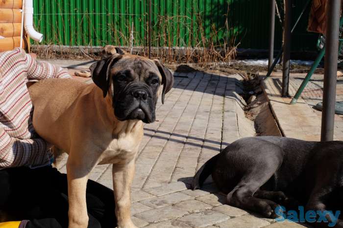 Щенки Бульмастифа, фотография 2