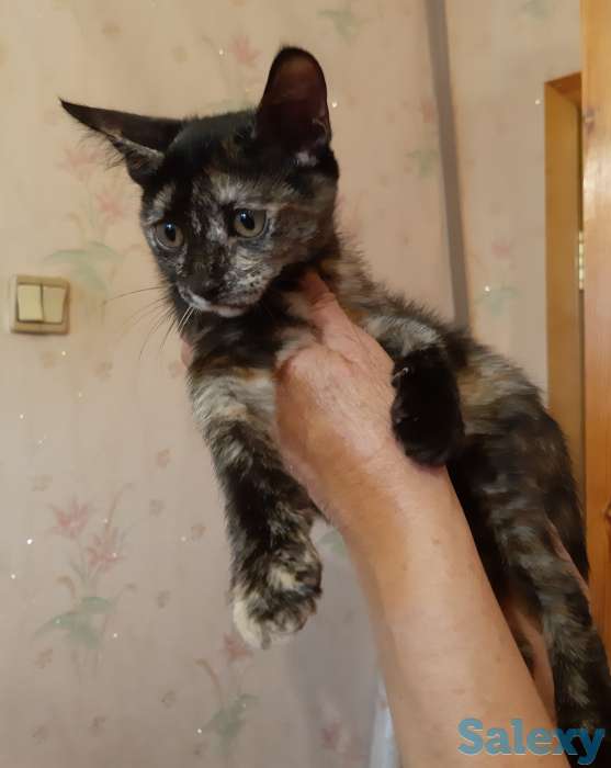 котенок срочно ищет дом, фотография 1