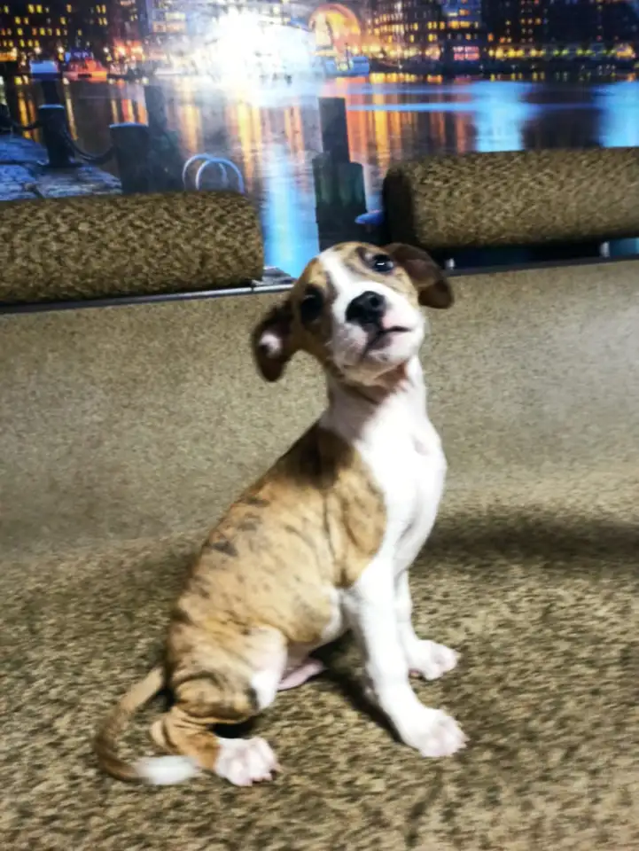 Продажа Американский Стаффордширский терьер, фотография 7