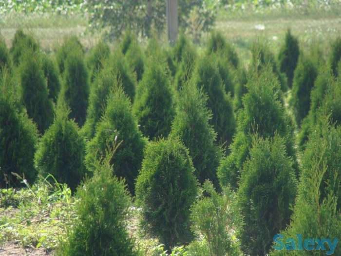 Туя от производителя, фотография 2