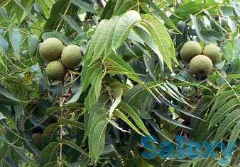 Саженец грецкого ореха 