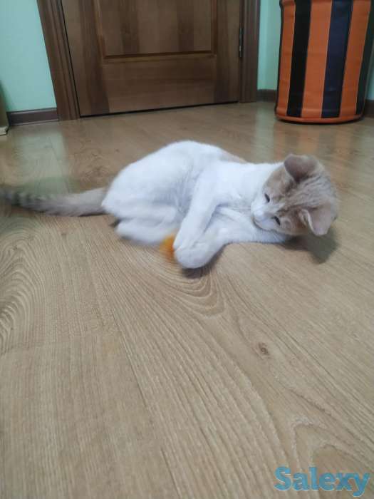 Отдам котенка  в добрые руки, фотография 4