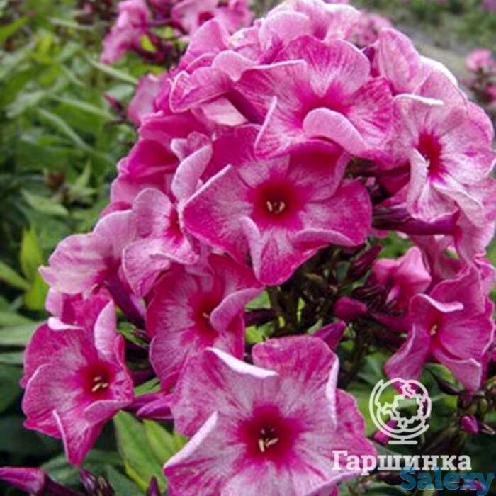 Флокс метельчатый Феррис Уил, фотография 1