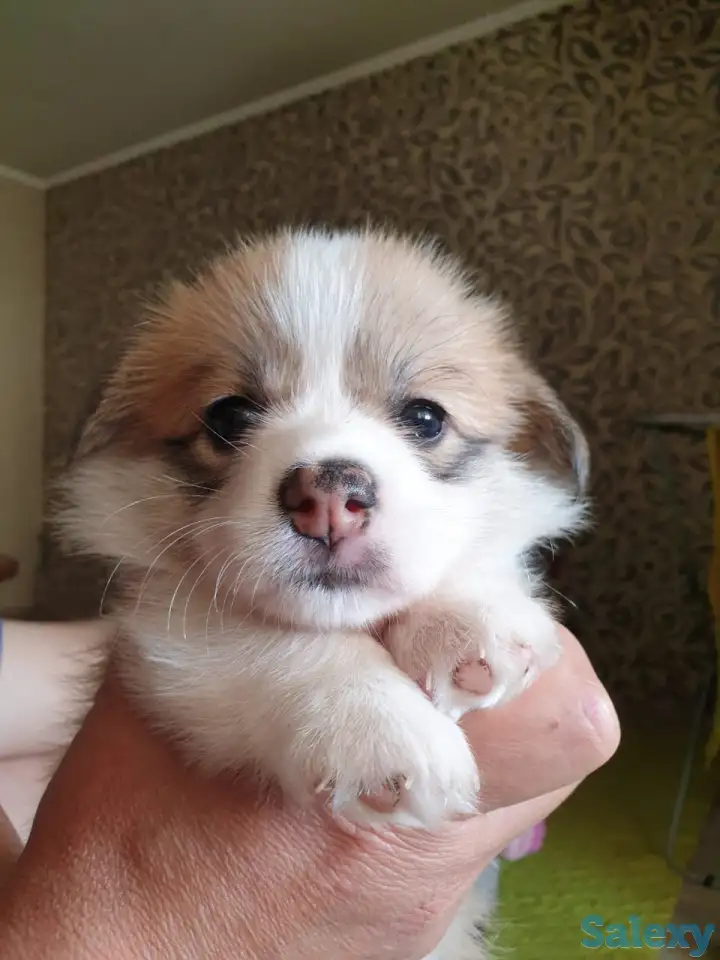 Продам щенков вельш корги пемброк, фотография 4