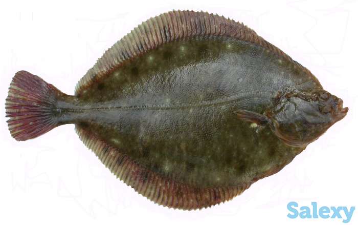 Оптом рыба!, фотография 3