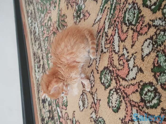 Отдам котят, фотография 1