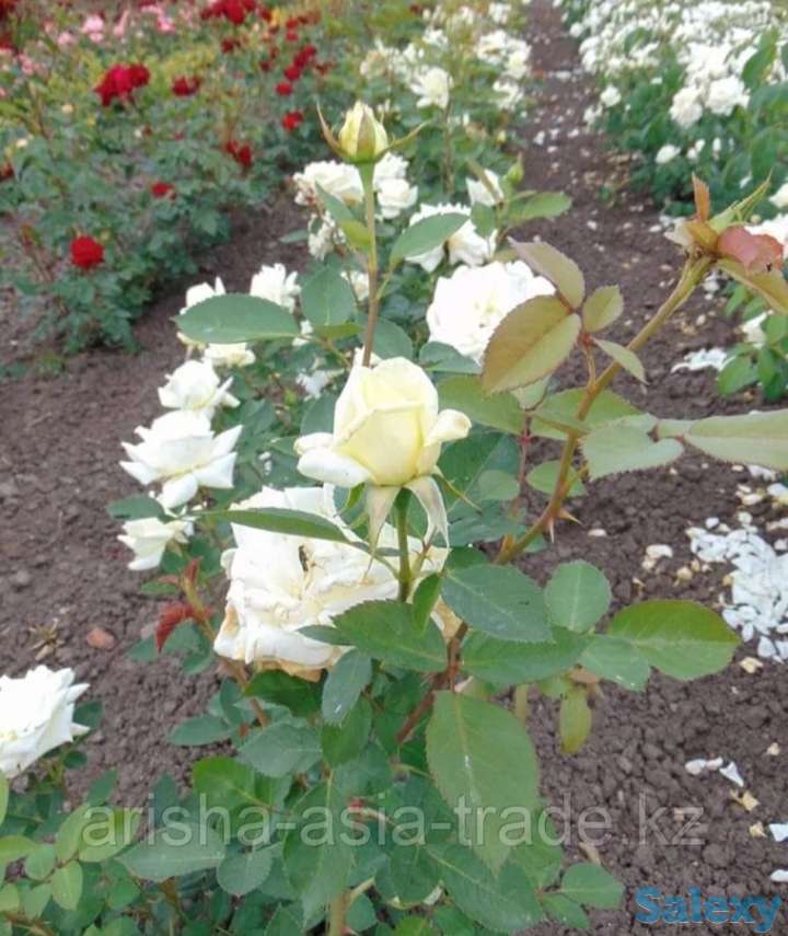 Саженец розы (мини). Сербия, фотография 2