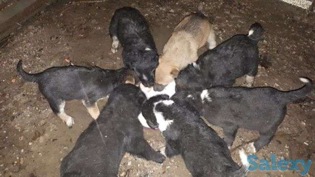 Щенки лабрадора, фотография 7