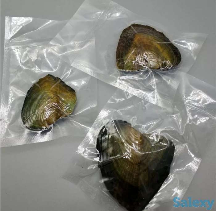 Продажа устриц с 8 жемчужинами, фотография 2
