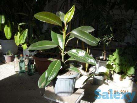 Фикус, фотография 1
