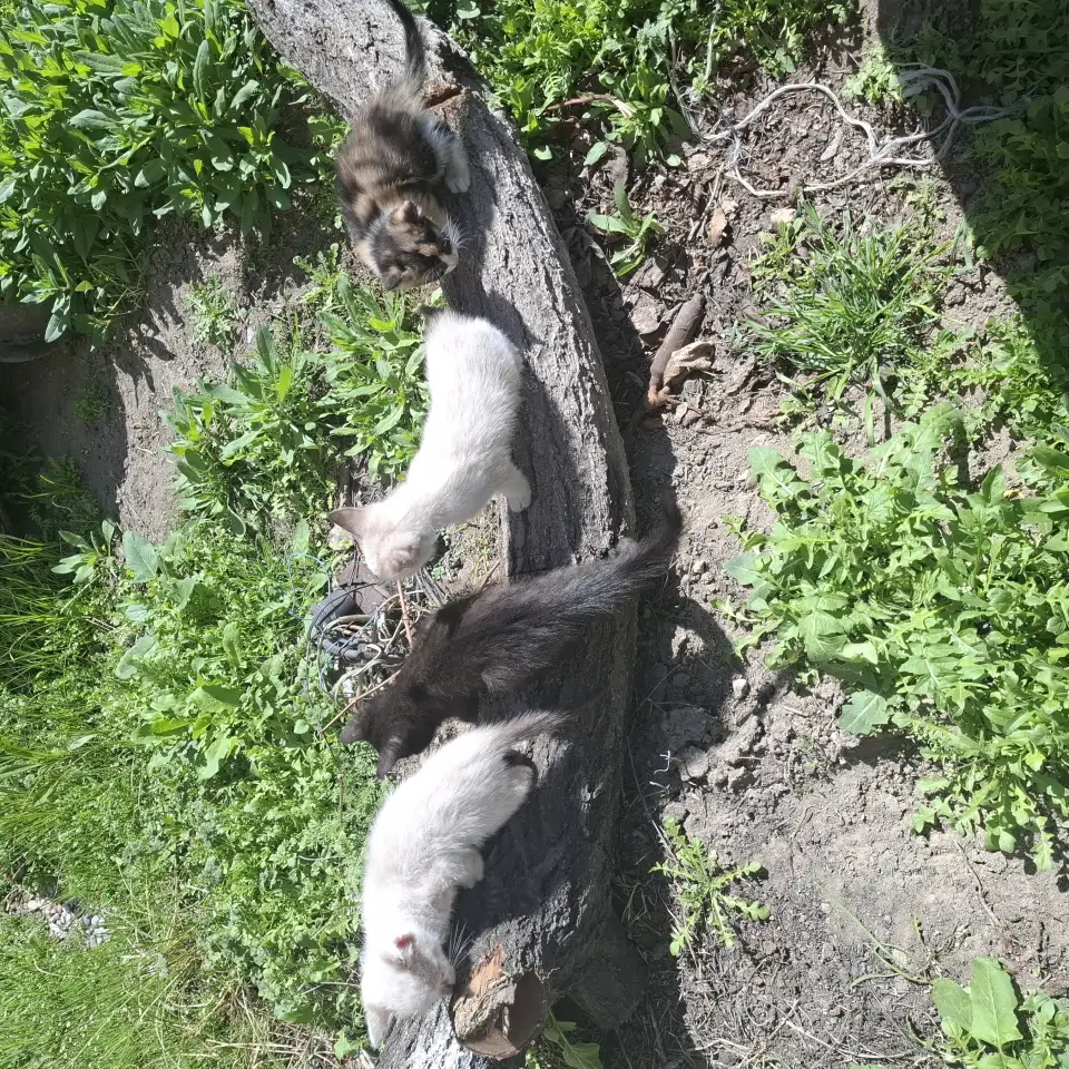 Отдадим котят в добрые руки, фотография 6