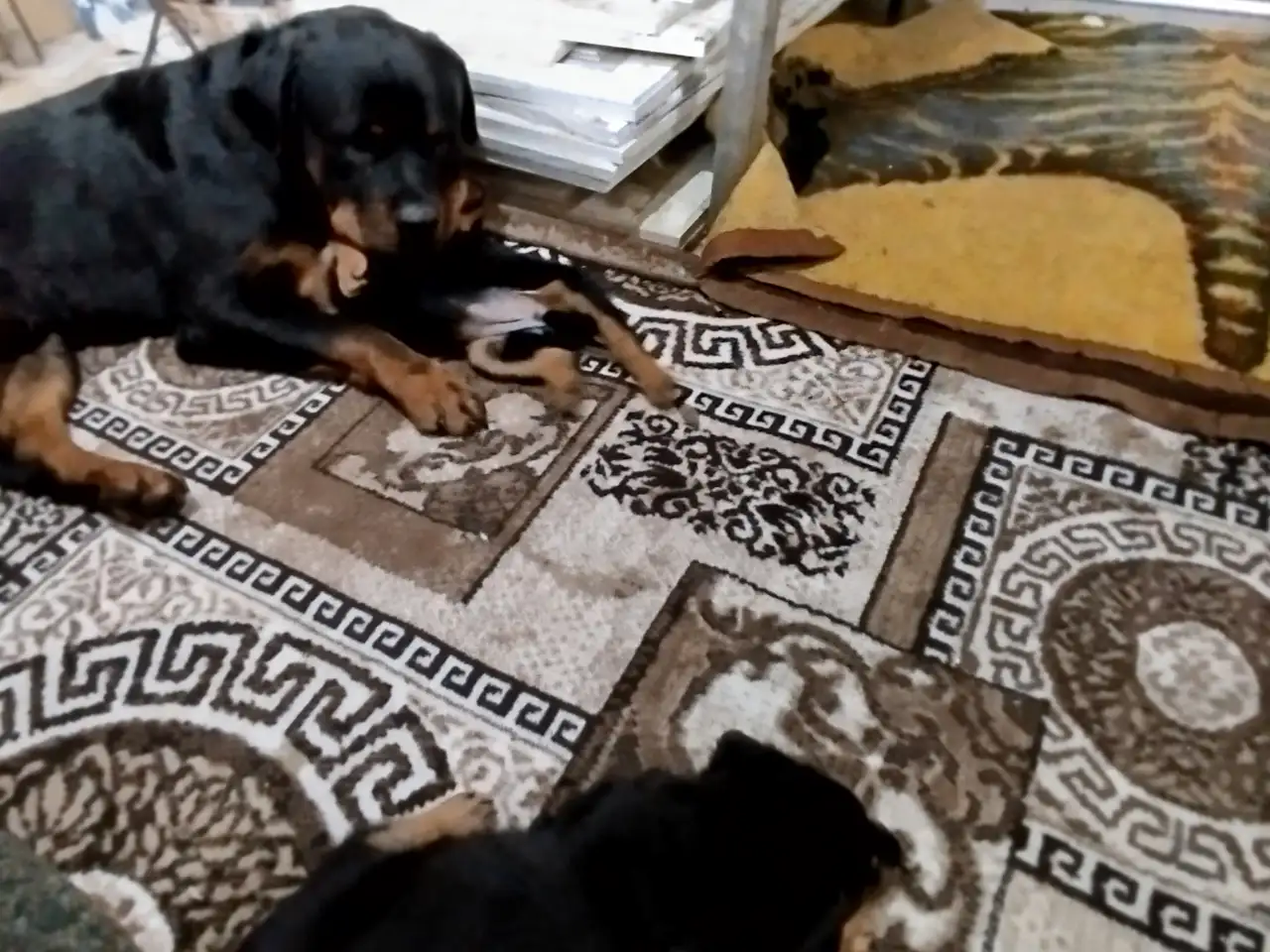 Продам, фотография 6