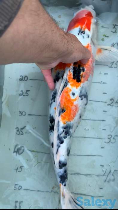 Карп Коя -малёк из собственного питомника, фотография 6