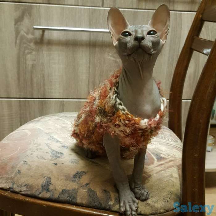 Котята дончаки, фотография 5