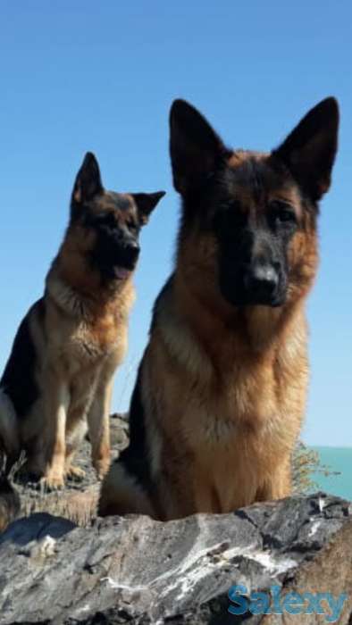 Продам щенков немецкой овчарки, фотография 3