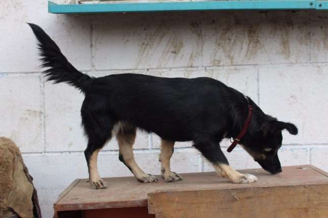 В добрые руки отдается Марго., фотография 1
