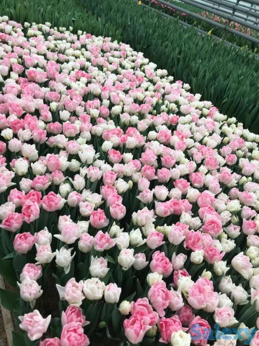 Тюльпаны оптом к 8 марта, фотография 14