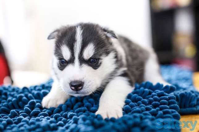 Продаю щенков Хаски, фотография 1