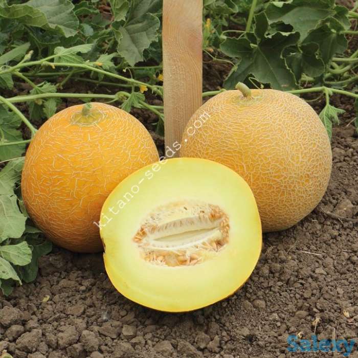 Семена дыни KS 517 F1, KITANO SEEDS, фотография 1