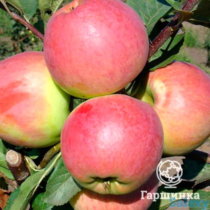 Яблоня успенское с/п, фотография 1