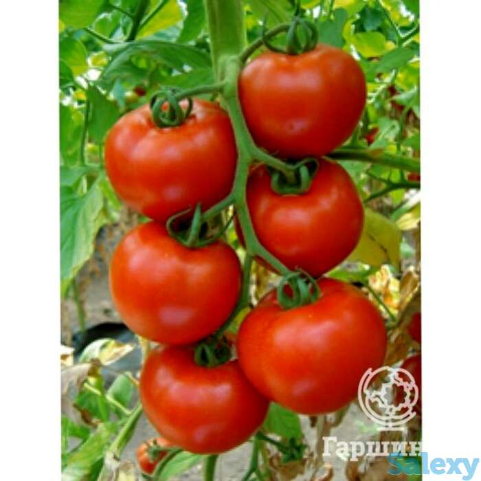 Семена Томат Белле F1, фотография 1