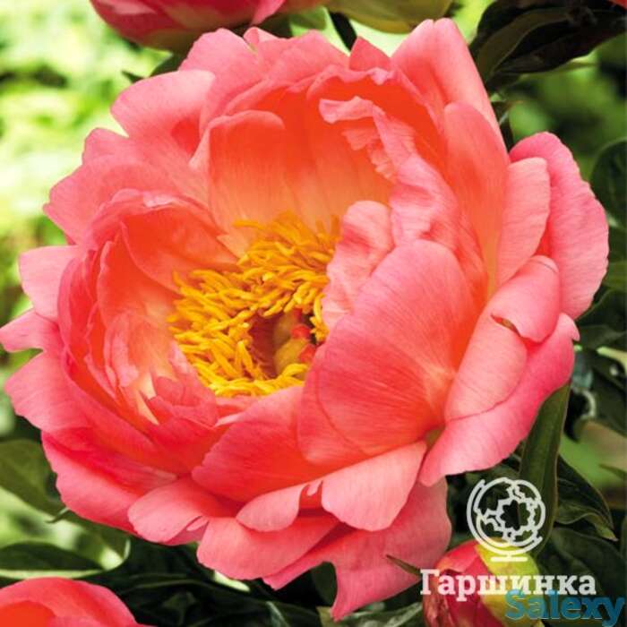 Пион корал сансет, фотография 1