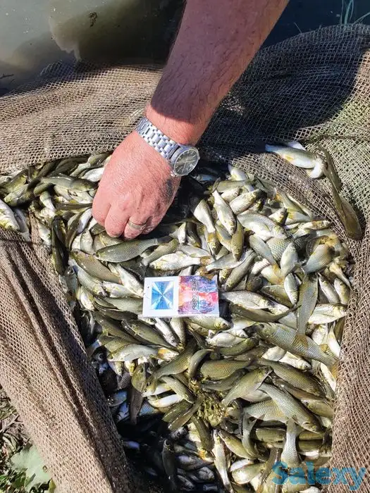 Малёк карп и амур, фотография 6