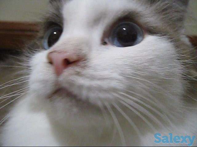 Кот породы Рэгдоллы, фотография 6