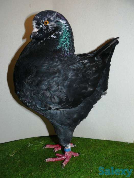 Голубы кингы, фотография 2