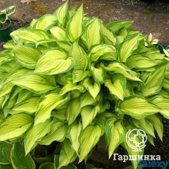 Хоста Альбопикта(M), фотография 1