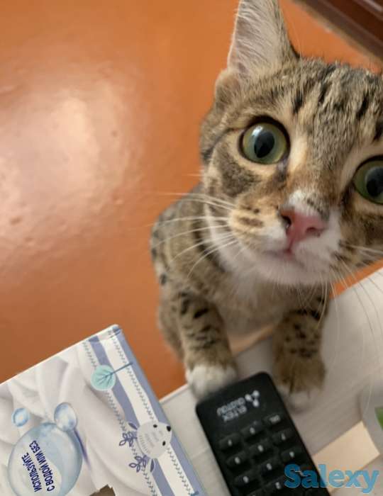 Отдам котика в любящие руки, фотография 3