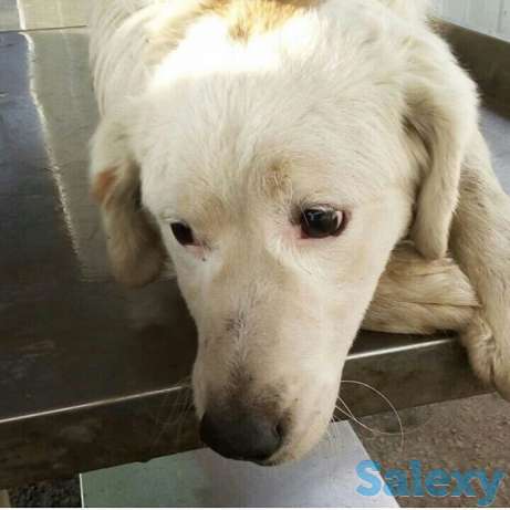 Пригодный для охраны пес отдается СРОЧНО, фотография 1