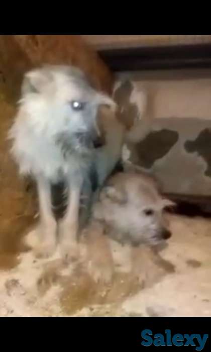 щенки, фотография 2