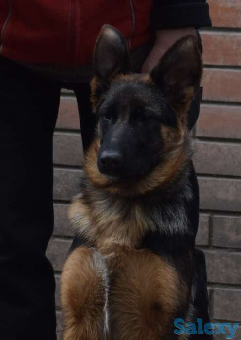 Щенки немецкой овчарк, фотография 2