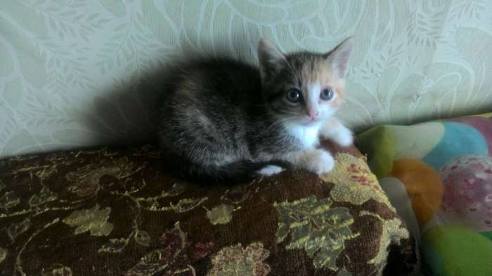 Котята в хорошие руки, фотография 1