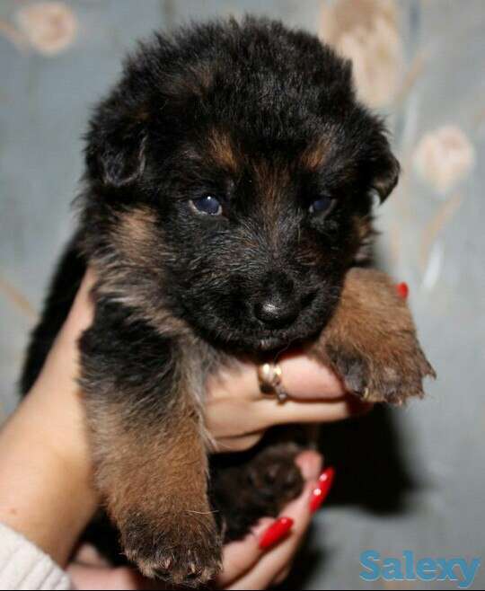 Щенки немецкой овчарки, фотография 4