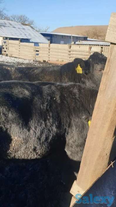 Продам телят бычков коров Ангус сементал герефорд мал, фотография 3