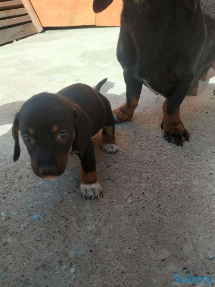 Продаются щенки стандартной гладкошерстной таксы, фотография 3