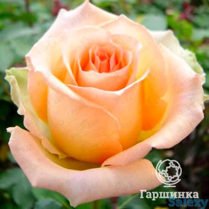 Роза версилия чайно-гибридная, топалович, фотография 1