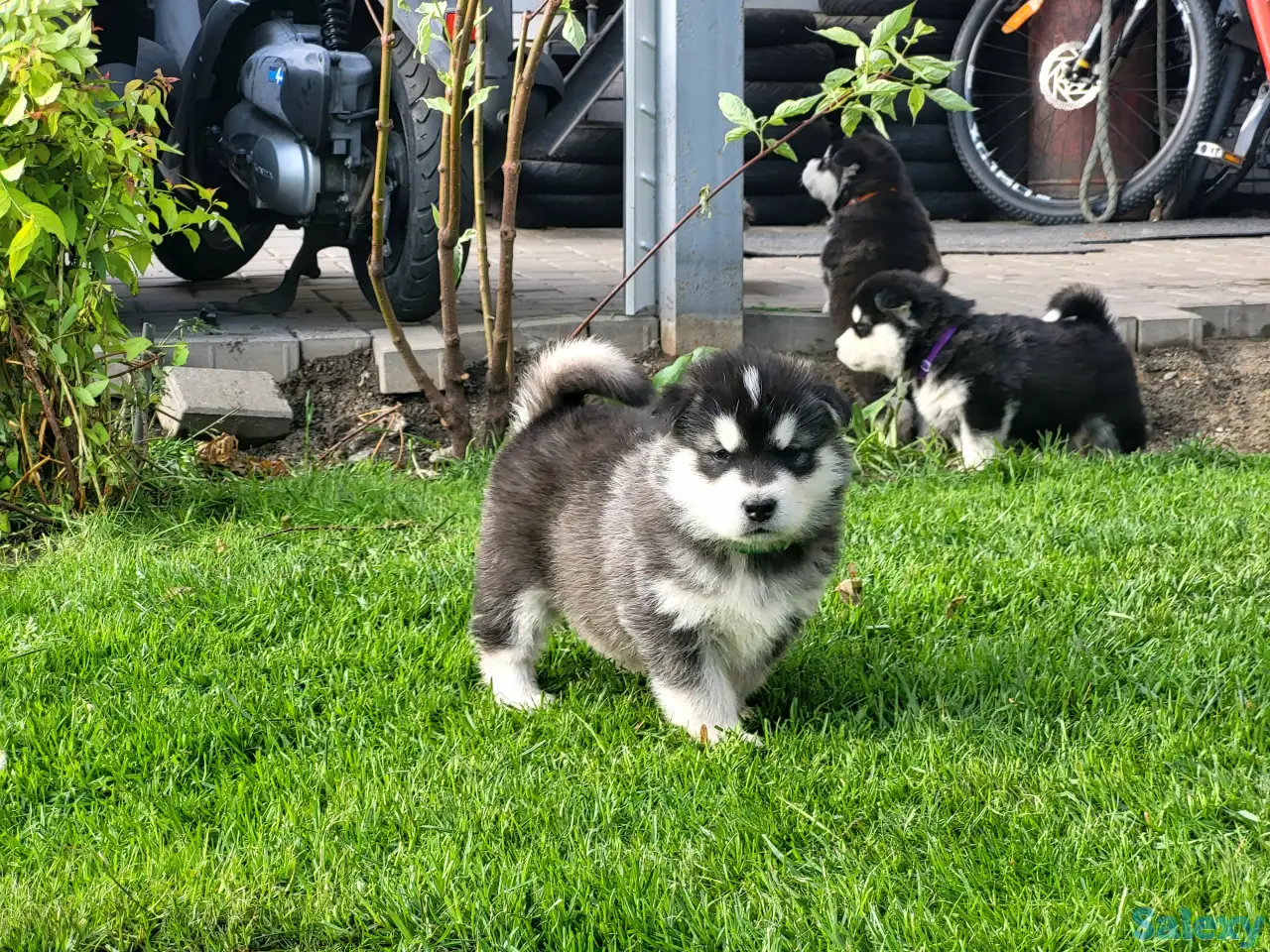 Щенки маламута для души и выставок, фотография 6