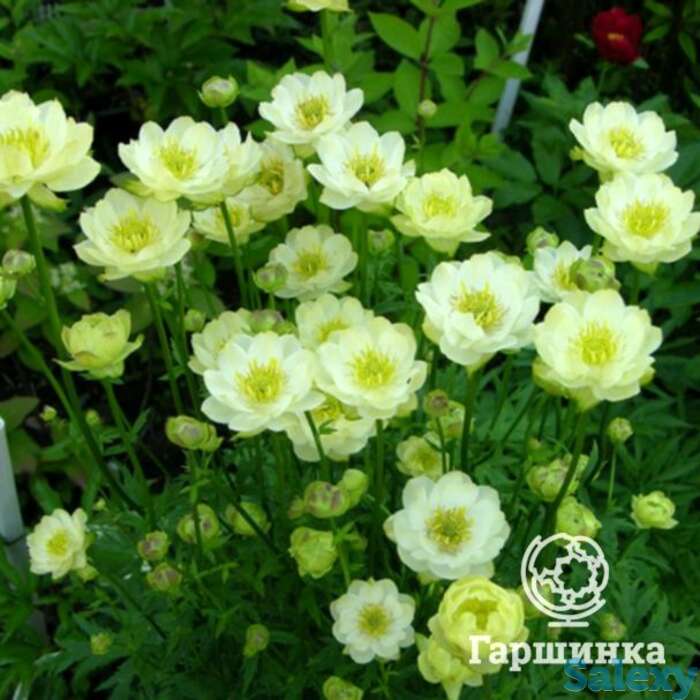 Купальница чеддер, фотография 1