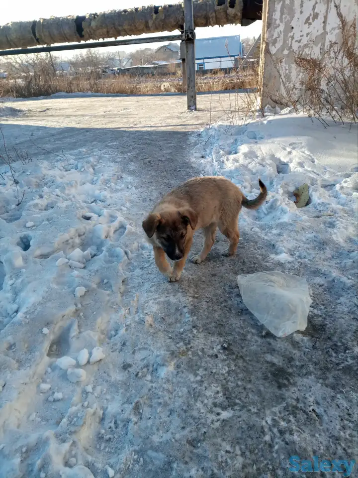 Помоги найти приют для щенят, фотография 2