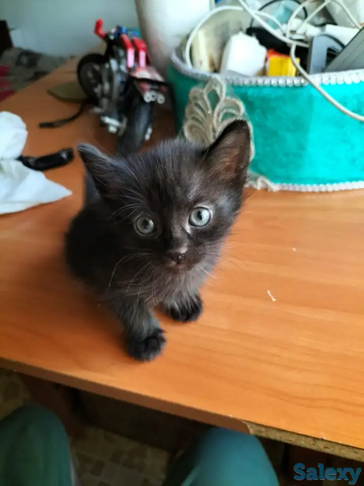 Срочно отдам котять в хорошие добрые руки, фотография 1