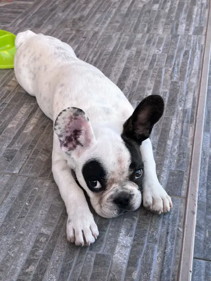 Щенок Французкого бульдога мальчик, 4 месяца, фотография 1