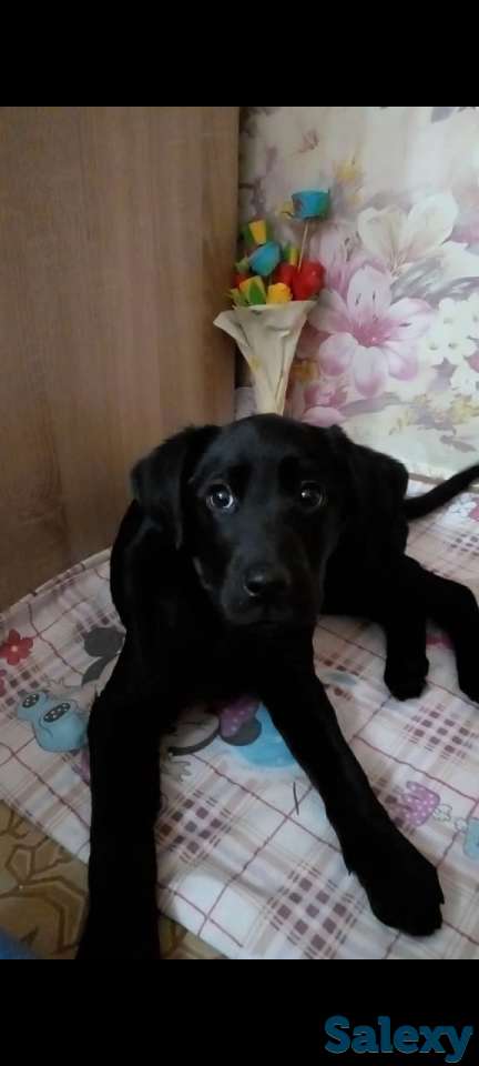 Продам щенков лабрадора ретривера, фотография 3