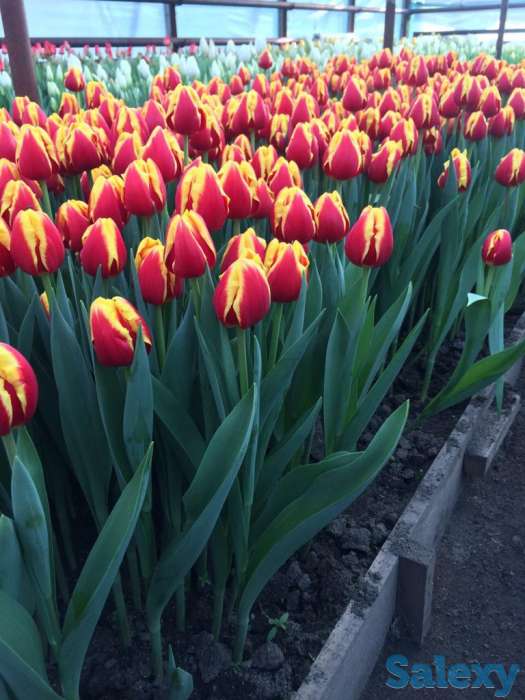Тюльпаны оптом к 8 марта, фотография 6